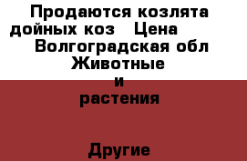 Продаются козлята дойных коз › Цена ­ 3 500 - Волгоградская обл. Животные и растения » Другие животные   